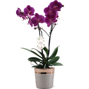 Orchidea viola in vaso con motivo a rilievo e bordo oro rosa.
