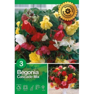 Begonia Cascade Mix da appendere con fiori rossi, gialli e bianchi.