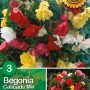 Begonia Cascade Mix da appendere con fiori rossi, gialli e bianchi.