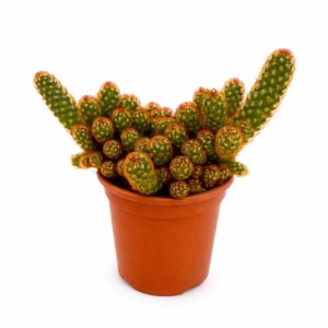Mammillaria elongata Echinarià Cactus vaso Ø 17 cm