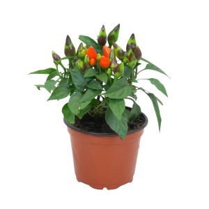Peperoncino spagnolo Mini Mix in vaso, pianta ornamentale con frutti rossi e verdi.