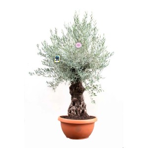 Olivo in vaso, albero da frutto decorativo per giardino e terrazza.