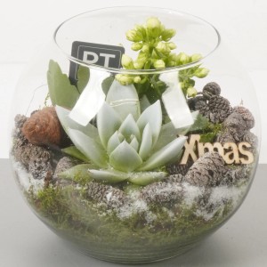 t.b.t. Composizione di piante in vetro con succulenta, muschio, pigne e decorazioni.