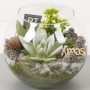 t.b.t. Composizione di piante in vetro con succulenta, muschio, pigne e decorazioni.