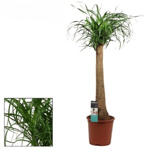 Piede di elefante (Beaucarnea recurvata) in vaso, una pianta d'appartamento decorativa simile a una palma.