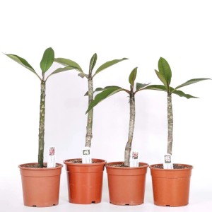Plumeria pianta da collezione vaso Ø 17 cm