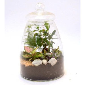 Mini giardino in vetro: Composizione di piante per interni, accessorio decorativo da tavolo.