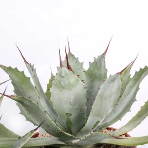 Agave Mix piante grasse vaso Ø 25 cm