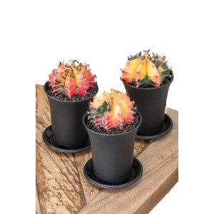 Tre cactus colorati (t.b.t.) in vasi neri su legno.