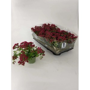 t.b.t. Succulenta con fiori rossi in vaso e in confezione di trasporto.