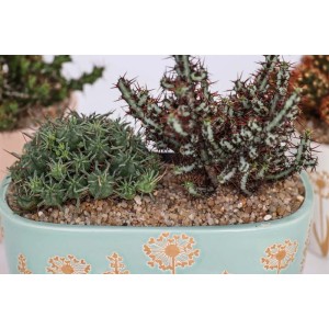 Composizione di piante grasse in vaso azzurro con motivo a soffione.