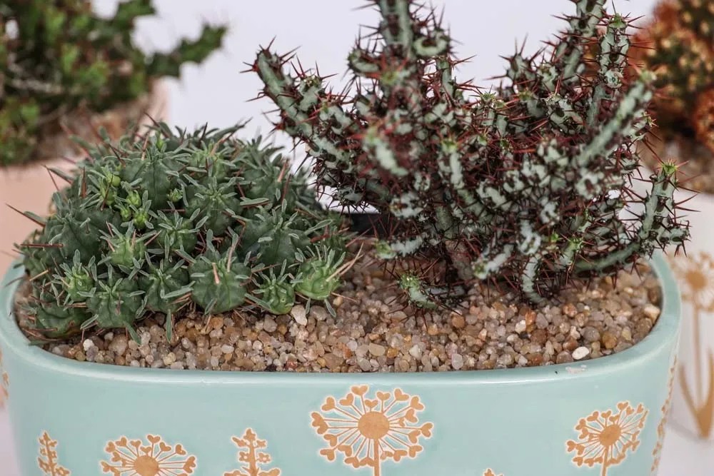 Gearific Vasi per piante grasse, vaso in ceramica con supporto per tablet in bambù, piccoli vasi per cactus per home office, desktop, davanzale, decorazione (gufo