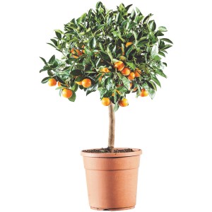 Albero da frutto t.b.t. compatto in vaso con frutti arancioni maturi.