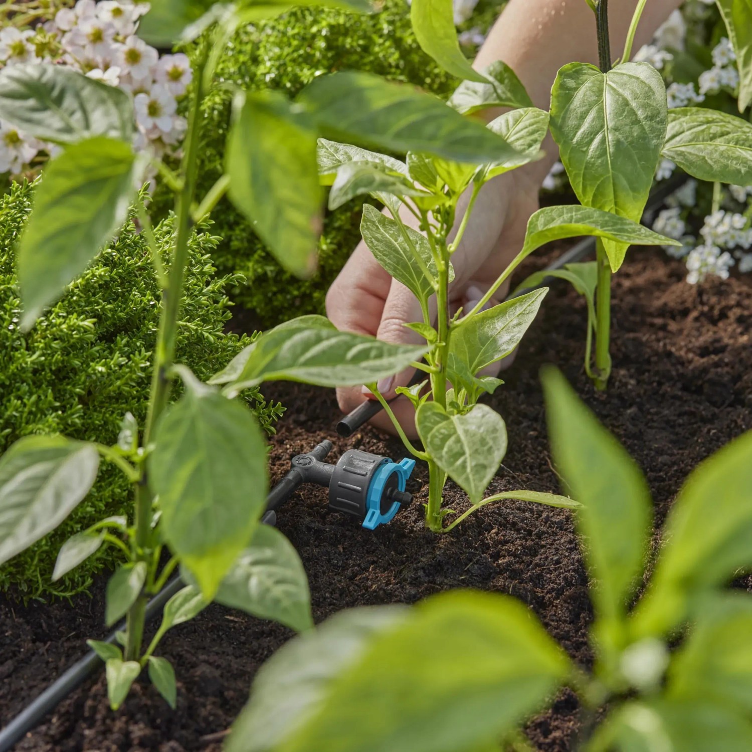 Gocciolatore in linea Gardena in uso: irrigazione di piante in giardino con Micro-Drip-System.