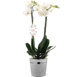 Orchidea bianca in vaso argentato. Elegante pianta da interno per la tua casa.