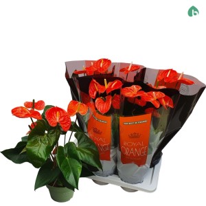 Anthurium Andr. Orange Vaso 17 cm