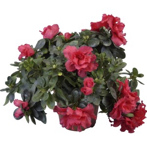 Azalea da interno mix in vaso, circa 12 cm di diametro, con fiori rossi e foglie verdi.