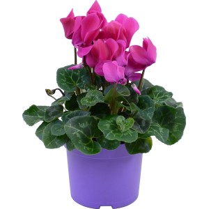 Ciclamino Midi a fiore grande viola in vaso (circa 12 cm Ø).