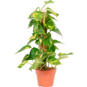 GROW by OBI Pothos su bastone di muschio in vaso, pianta rampicante verde con accenti gialli.
