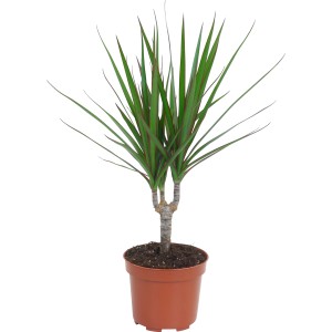 Dracena (Dracaena Marginata) in vaso, ca. 12 cm di diametro. Pianta d'appartamento con foglie verdi e vaso marrone.