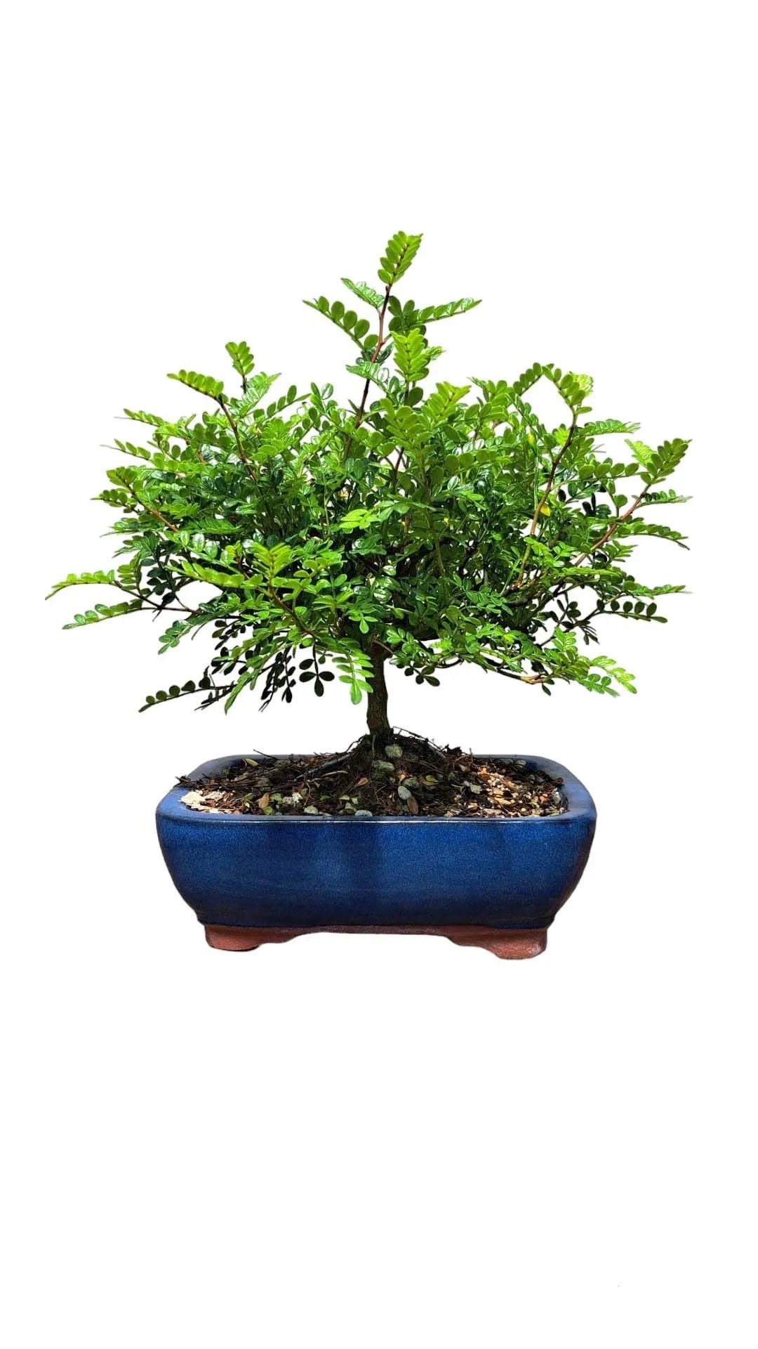 Olivo Olea Europaea - Set Di 2 Piante In Vaso 21 Cm, Altezza 90-100cm - Ideale Per Giardino E Balcone