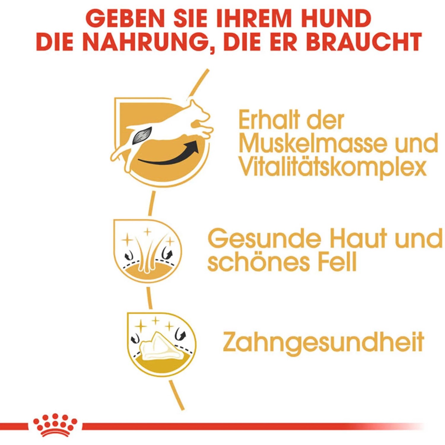 Grafica: Royal Canin Jack Russell Terrier Adult – benefici per muscoli, pelle/pelo e denti.