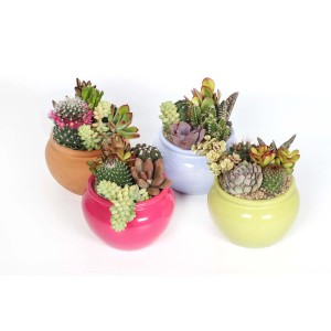 Vari cactus in vasi colorati.