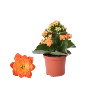 Calancola arancione (t.b.t.) in vaso, con un singolo fiore accanto.