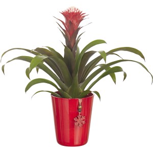 Guzmania, pianta da interno in vaso rosso con decorazione a fiocco di neve.