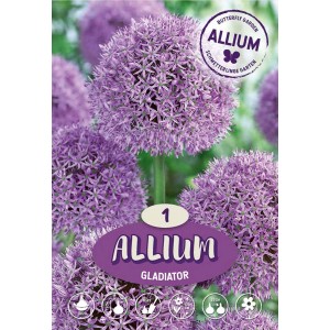 Cipolla ornamentale 'Gladiator' con fiori viola a globo, resistente e amica delle api.