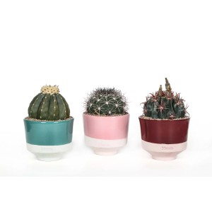 Tre diversi cactus in vaso, t.b.t.