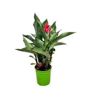 t.b.t. in vaso verde con fiori rossi, pianta perenne decorativa.