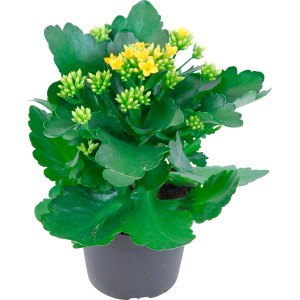 Calancola gialla (t.b.t.) in vaso, pianta da interno per luoghi soleggiati.
