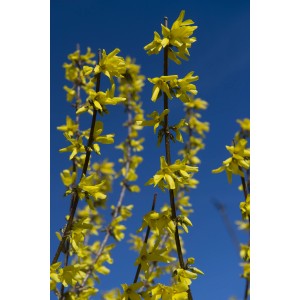 Forsizia in fiore con fiori gialli su sfondo di cielo blu.