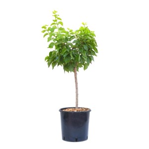 Albero da frutto t.b.t. in vaso, foglie verdi. Ideale per giardino o balcone.