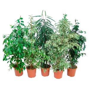 Diverse varietà di Ficus benjamina in vaso, selezione di piante da interno.