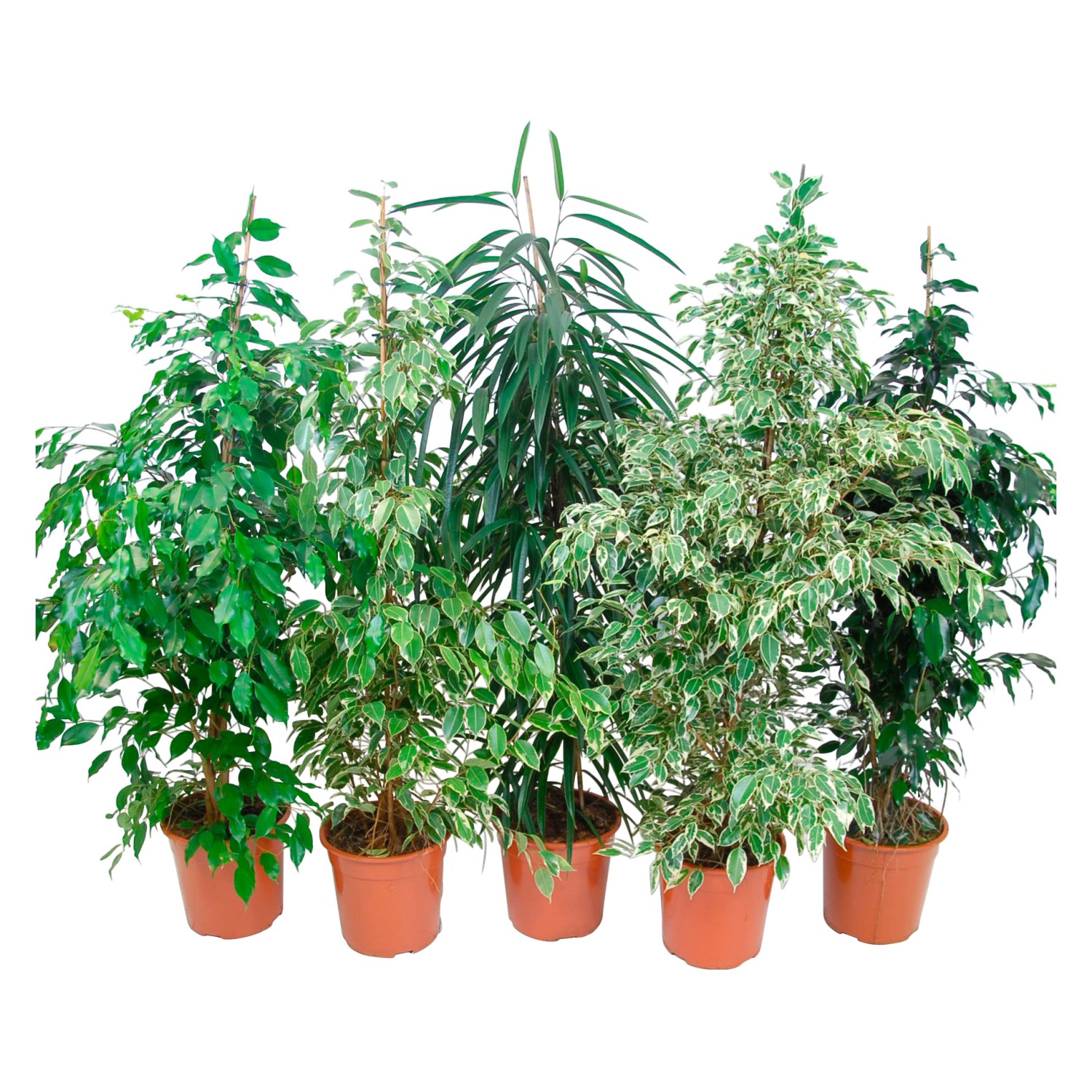 Ficus Benjamina vaso Ø ca. 27 cm OBI