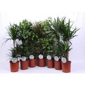 Varie piante d'appartamento in vaso, ad es. albero del drago e fico piangente.