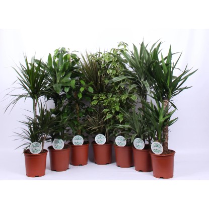 Piante verdi tropicali mix vaso Ø 21 cm