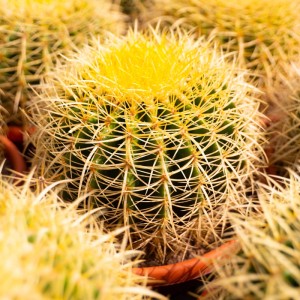 Echinocactus grusonii Cactus vaso Ø 23 cm