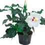 Ibisco rosa Hawaii Mix in vaso, fiore bianco. Pianta esotica da interno per luoghi soleggiati.