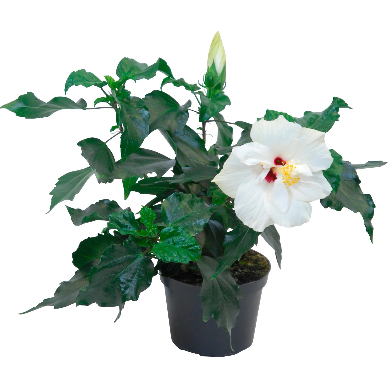 Ibisco rosa Hawaii Mix in vaso, fiore bianco. Pianta esotica da interno per luoghi soleggiati.