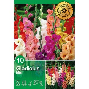 Confezione di gladioli Grandiflora misti con fiori estivi colorati.