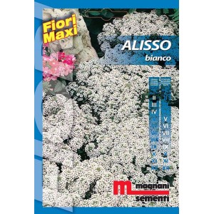 Confezione di semi di fiori Alyssum bianchi, ideale per aiuole colorate.
