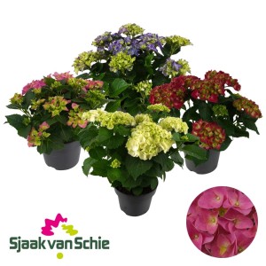 Ortensie t.b.t. di vari colori in vaso, una selezione di fioriture colorate.