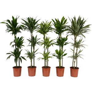 Dracaena Deremensis a 3 fusti in vaso, diverse varietà.