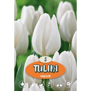 Primo piano del tulipano bianco tardivo Hakuun, ideale per aiuole e vasi.