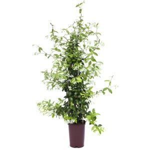 t.b.t. pianta rampicante in vaso con supporto e fiori bianchi.