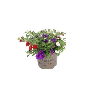 Mix di fiori colorati in vaso, Calibrachoa Mix, vari colori.