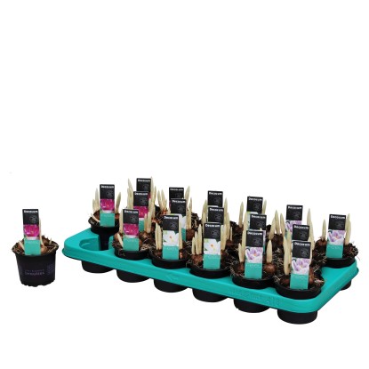 Crocus vari colori vaso Ø ca. 9 cm